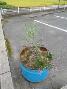 続オリーブの木