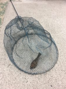 スズメをとっつかま…じゃなく保護しました(ΦωΦ)